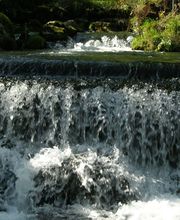 Pigrusa Pisciculture de la Gruyère SA Bild 5