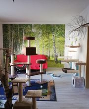 Katzenpension-Pfotentreff-Wenzel Bild 3