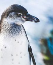 Emeraude voyages SA Bild 3