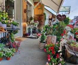 Blumen und Pflanzen Bild 8