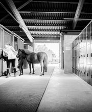 Manège et Poney Club de Presinge Bild 11