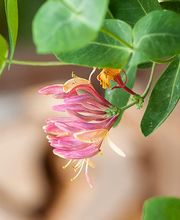 Gartenkultur Daniel Ruprecht AG Bild 8