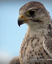 ViaAniMenTi Heilpraxis & Falknerei Bild 3