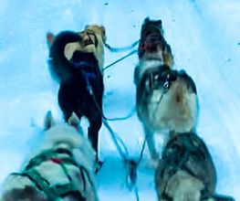 DOG EDUC Academy image 12