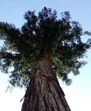 Harmonie Arbre image 4