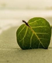 Colas Evelyne image 1