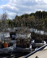 Kienzle Garten GmbH Bild 5