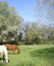 Les Ecuries D'aurabelle image 11