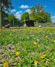 Camping & Ferienpark Waldfrieden Bild 9