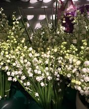 Claudy Fleurs image 3