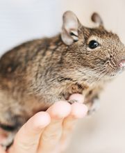 Tierärzte am Kuhberg Bild 9