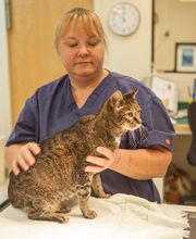 Sangaree Animal Hospital image 3