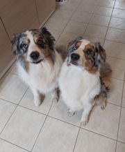 Elevage des Bois de Loge Borgne image 14