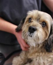 Levittown Animal Hospital image 4