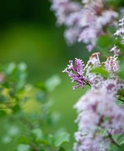 Gerber Gärten AG / Gerber Blumen Bild 1