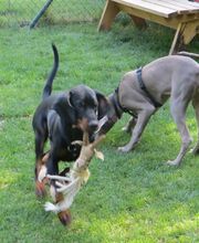 Hundeschule Amperland Ihre mobile Hundeschule bei FFB Bild 10
