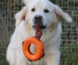 Schall´s Kennel Bild 4