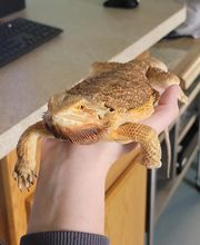 Independence Animal Hospital image 3