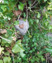 NUISIBLES INTERVENTION image 7