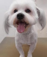 Pil Poil Toilettage E.I image 5