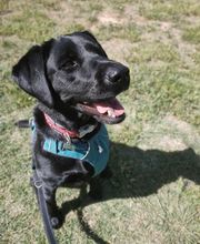 Etologo.es imagen 16