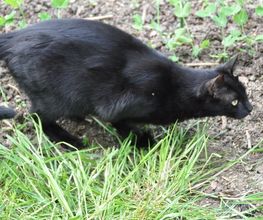 Comme Un Chat image 9