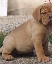 La Licorne Noire image 12