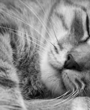 Tiermedizentrum Lyssbach GmbH Bild 5