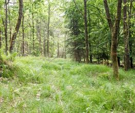 FriedWald Rümmingen Bild 6
