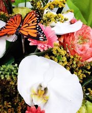 Montluçon Fleurs image 3