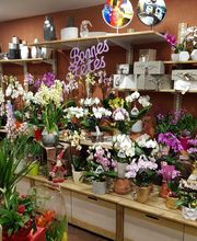 Au Cyclamen image 3