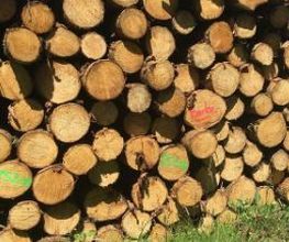 B Bois Forêts image 3