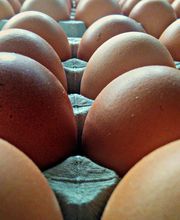 Granja Hima - Huevos Hima imagen 6