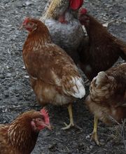 Am Treidelpfad Bild 4