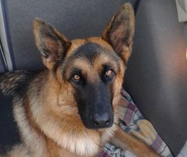 arovet-perro-05.jpg