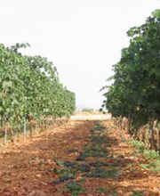 vinyes-i-bodegues-miquel-oliver-plantaciones-03.jpg