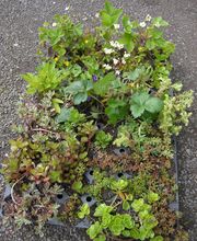 Staudengärtnerei David Müller Bild 9