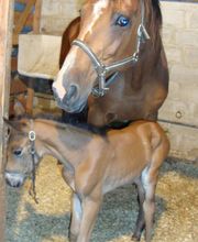 Haras De l'Epine Noire image 10