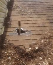 Critter Control image 8