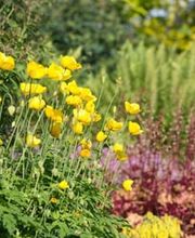 Peter Meier Gartenbau AG Bild 7