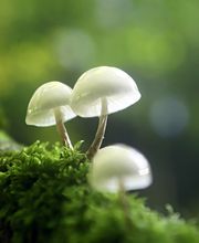 Fotografie & Workshops
Naturfotografie