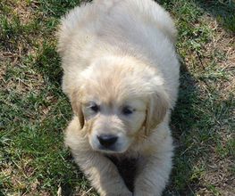centre-cani-de-pals-cachorro-04.jpg