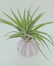 DecoArt Vinya i Mar imagen 11