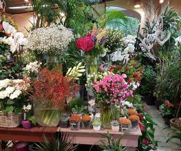 Exotica image 13