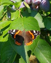 Distillerie Schneider Sàrl Bild 1