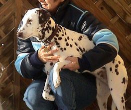 Hundeschule Guggisberg Bild 3