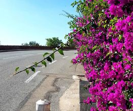 Esterel Taxis image 6