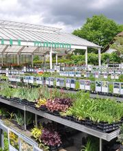 Lehmann Baumschulen AG Bild 7