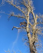 Forest Grimp image 5
