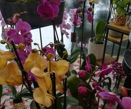 Des Fleurs En Plus image 13